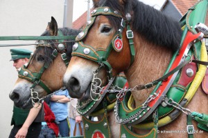 Neustadt_2015_Festzug (119)